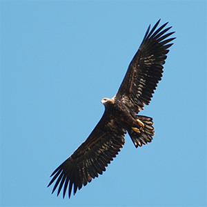 White-tailed Eagle